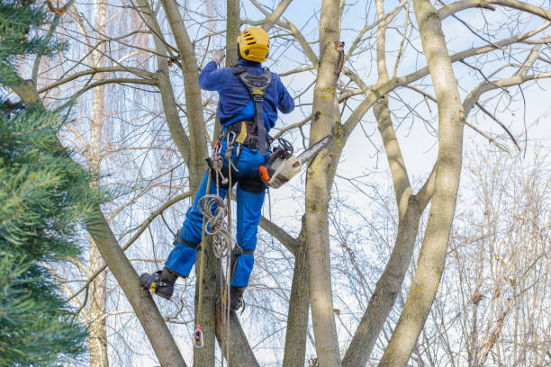 Best Tree Cabling and Bracing  in Farmerville, LA